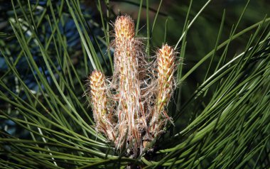 Kozalaklar mavi gökyüzüne karşı uzun iğnelerle kozalaklı bir ağaçta kümeler halinde büyürler.
