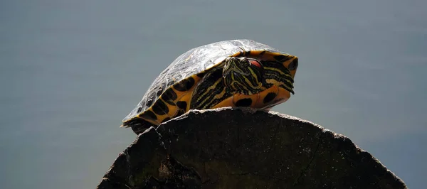 Želví Koše Slunci Vylézají Kládu Trčící Vody — Stock fotografie