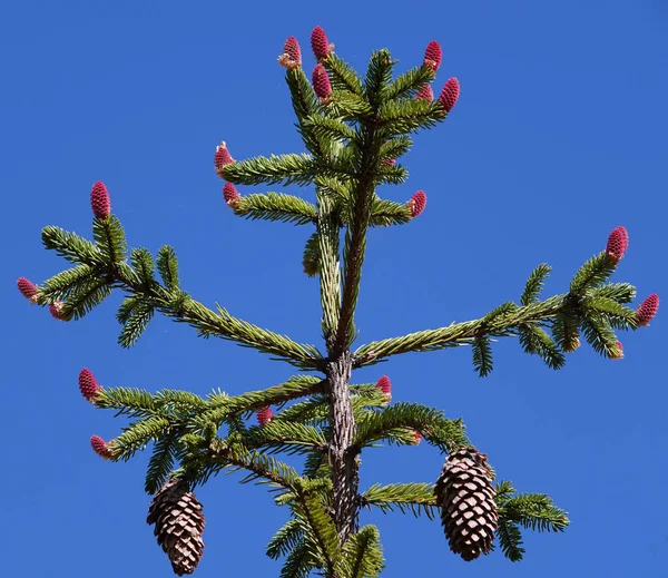 Szyszki Rosną Skupiskach Drzewie Iglastym Długimi Igłami Tle Błękitnego Nieba — Zdjęcie stockowe