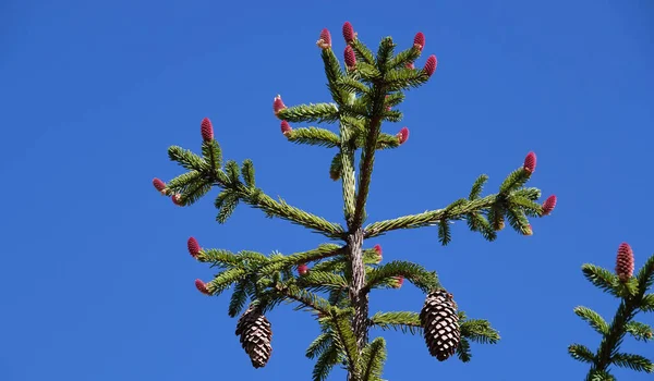 Cones Grow Clusters Coniferous Tree Long Needles Blue Sky — Stock Photo, Image