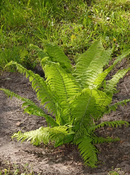 森の中の春に多数成長するシダ植物 — ストック写真