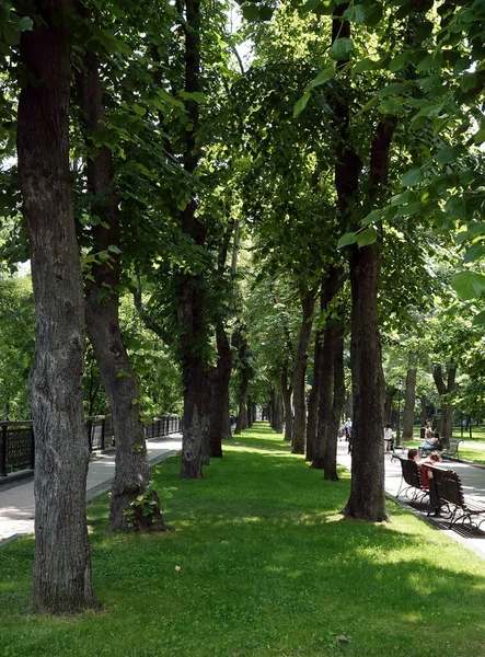 Vicolo Ombreggiato Nel Parco Cittadino Nella Città Estiva Kiev Ucraina Foto Stock Royalty Free