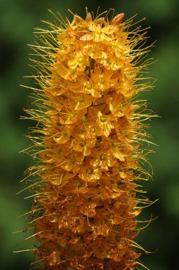 Eremurus çiçekleri herhangi bir bahçenin bahar süslemelerinde çiçek açarken çok güçlüdür.