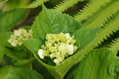 Ortanca çiçekleri çiçek açarken çok güzel ve narindir.