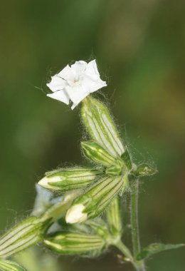 Bitkinin Kum Adam Beyaz çiçekleri otçul bir bitkidir. Karanfil familyasından Smolevka familyasından bir bitki türü.