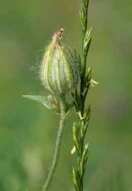 Bitkinin Kum Adam Beyaz çiçekleri otçul bir bitkidir. Karanfil familyasından Smolevka familyasından bir bitki türü.