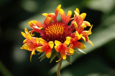 Gaillardia Gaillardia güzel bir bitkidir, Aster ailesi, yapraksız.