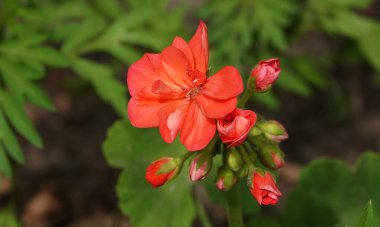 Ivy Pelargonium, Geraniaceae familyasından bir bitki türü..