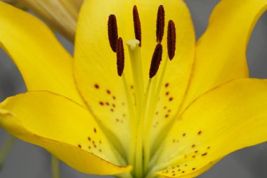 Çiçekler Lily Brown, sarı çiçekli uzun ömürlü bir bitkidir, Liliaceae ailesi..