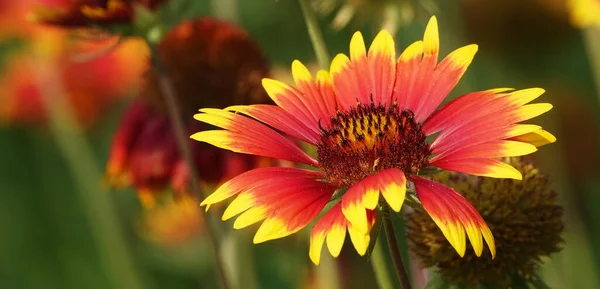 Цветы Gaillardia Красивые Ежегодное Растение Семья Астер Лепестков — стоковое фото