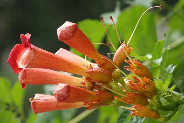 Bignonia Oder Bignonia Blühen Auf Einem Strauch Während Der Sommerlichen — Stockfoto