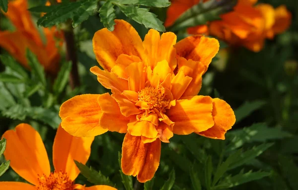 Flores Calêndula Com Pétalas Delicadas Durante Flor Verão — Fotografia de Stock