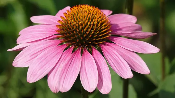 Цветки Эхинацея Пурпурная Многолетнее Растение Время Цветения Летом — стоковое фото