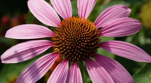 Цветки Эхинацея Пурпурная Многолетнее Растение Время Цветения Летом — стоковое фото