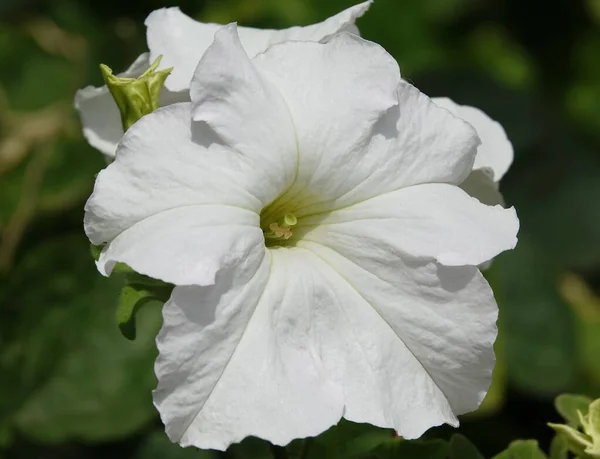 Kwiat Petunii Jest Wieloletnią Rośliną Zielną Rodziny Solanaceae — Zdjęcie stockowe