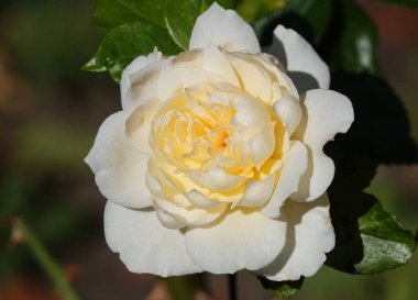 Kamelya japonica çiçeği, çay ailesinin uzun ömürlü bir bitkisidir..