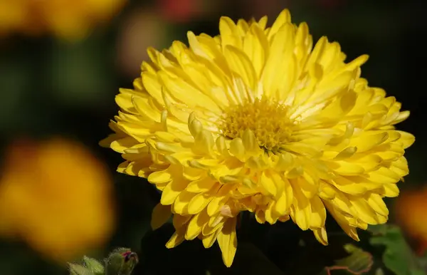 stock image Flower Chrysanthemum garden or Chrysanthemum mulberry, or Chrysanthemum chinensis is a plant, Asteraceae family, genus Chrysanthemum