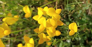 Boynuzlu kayalık çiçeği baklagiller familyasından bir bitkidir..