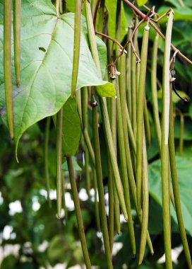 Katalpa ağacının uzun tohumları yazın sonundaki makarna gibi dalda sallanıyor.