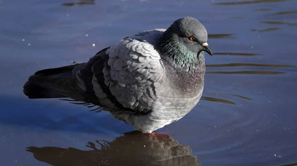 Pigeons Stand Puddle Sun Want Wash Themselves — Stock Photo, Image