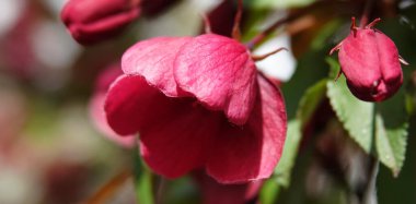 Çiçekler baharda meyve ağaçlarında açar.