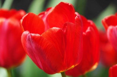 Lale çiçeği, bahar aylarında açık havada makro fotoğrafçılık yaparken çok narin ve güzeldir.