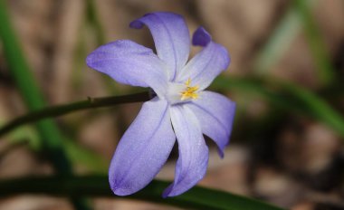 Chionodoxa sichaea çok narin bir çiçekle baharda çiçek açıyor.