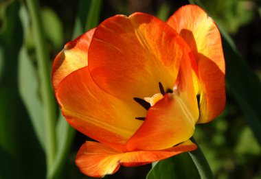 Lale çiçeği, bahar aylarında açık havada makro fotoğrafçılık yaparken çok narin ve güzeldir.