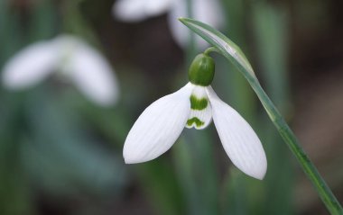 Kar tanesi çiçeği ya da Galanthus veya süt çiçeği, Liliaceae familyasından uzun ömürlü bir bitki türü.