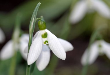 Kar tanesi çiçeği ya da Galanthus veya süt çiçeği, Liliaceae familyasından uzun ömürlü bir bitki türü.