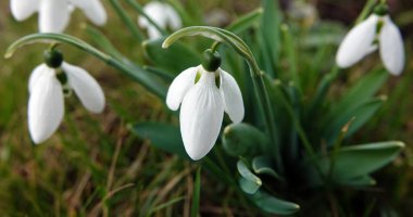 Kar tanesi çiçeği ya da Galanthus veya süt çiçeği, Liliaceae familyasından uzun ömürlü bir bitki türü.
