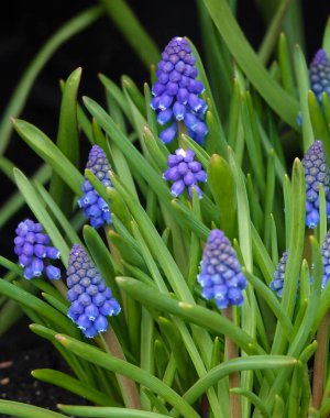 Mor Muscari Ermeni çiçekleri baharın sonlarında açar