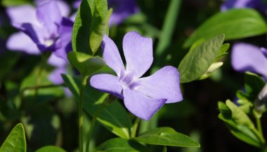 Herbaceous periwinkle flowers during flowering in spring clipart