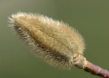 Bahar çiçekleri kabarık tomurcuklarla açmadan önce manolya