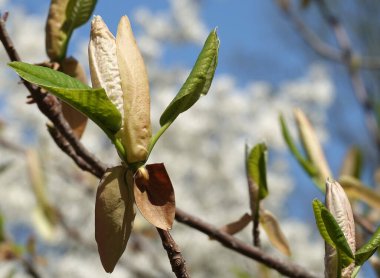 Bahar aylarında dallarında büyük çiçekler olan manolya nikahı ağacı.