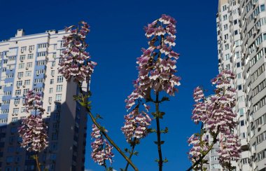 Paulownia tomentosa ya da imparatorluk ağacı çiçeklenme döneminde leylak çiçekleriyle çiçek açar