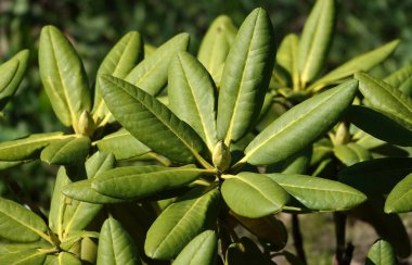 Rhododendron bitkisi baharda çiçek açarken her bahçe için bir süslemedir..