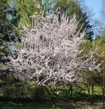 İlkbaharda, dalları güzel çiçeklerle kaplı kiraz ağacı.