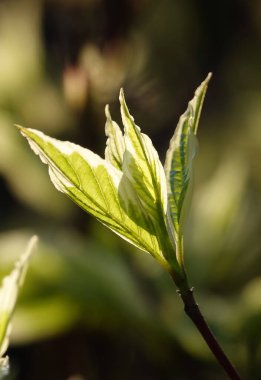 Bahar uyanıyor. Baharın başında bir bitki dalında yeşil filizleniyor.