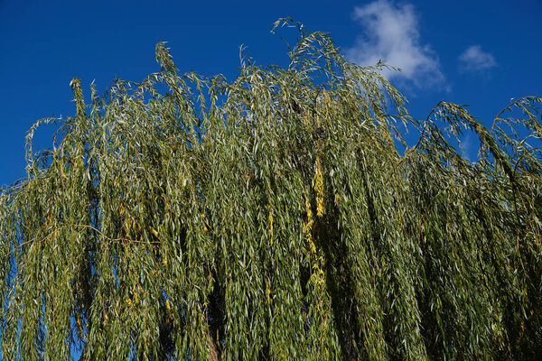 Hybrid willow tree with long branches close-up