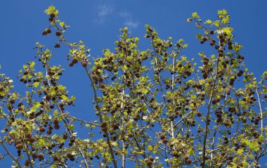 Yuvarlak kirpi şeklinde büyük tohumları olan çınar ağacı.