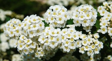 Spiraea Wangutta çiçekleri yaz mevsiminde çiçek açan küçük çiçek demetleri