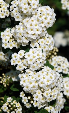 Spiraea Wangutta çiçekleri yaz mevsiminde çiçek açan küçük çiçek demetleri
