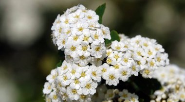 Spiraea Wangutta çiçekleri yaz mevsiminde çiçek açan küçük çiçek demetleri