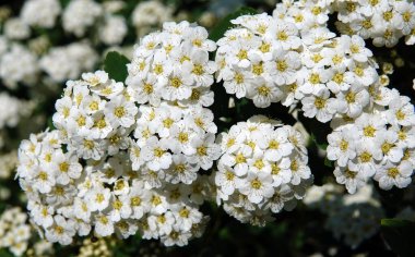 Spiraea Wangutta çiçekleri yaz mevsiminde çiçek açan küçük çiçek demetleri