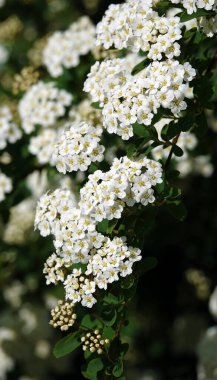 Spiraea Wangutta çiçekleri yaz mevsiminde çiçek açan küçük çiçek demetleri