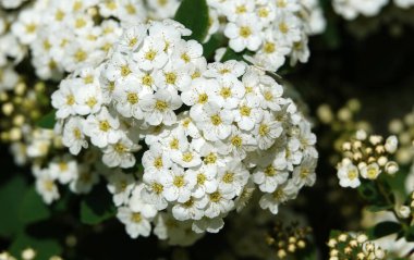 Spiraea Wangutta çiçekleri yaz mevsiminde çiçek açan küçük çiçek demetleri