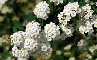 Spiraea Wangutta çiçekleri yaz mevsiminde çiçek açan küçük çiçek demetleri