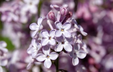 İlkbaharda çiçeklenme döneminde leylak ağaçları büyük küçük çiçek kümeleriyle çiçek açarlar.