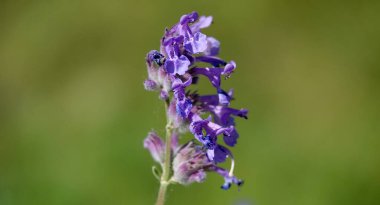 Sibirya kedi otu çiçeği, Lamiaceae ailesinin otçul bitkisidir..